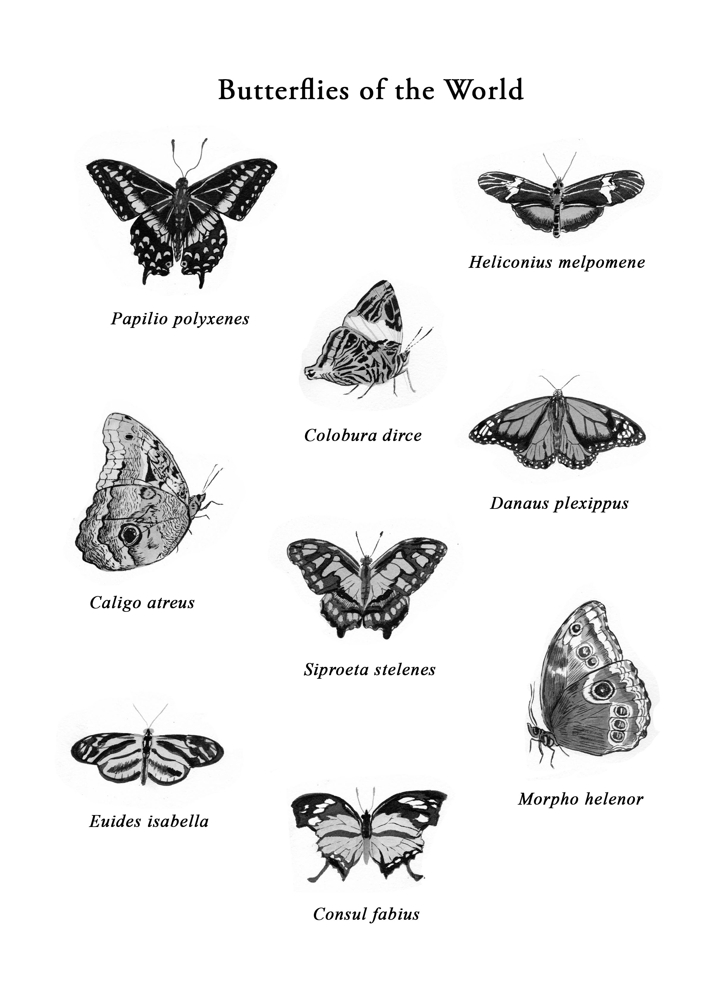 Butterflies of the world copy